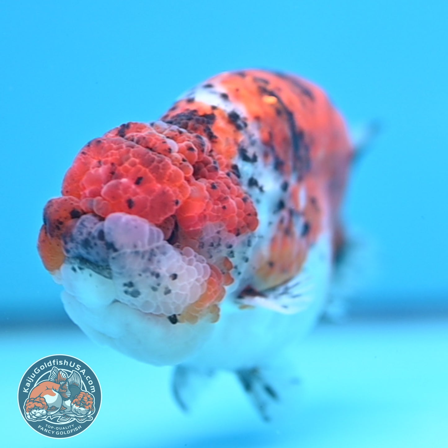 Calico Ranchu 4.5 inches Body (250509_RC07)