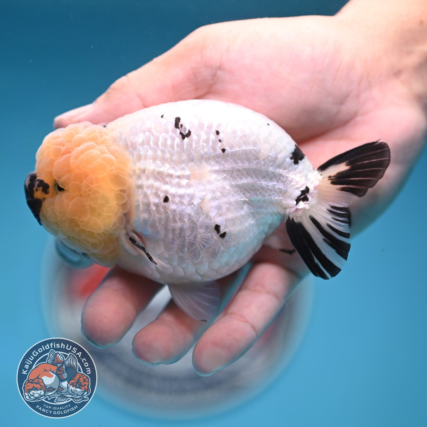Panda Ranchu 4 inches Body (250516_RC07)