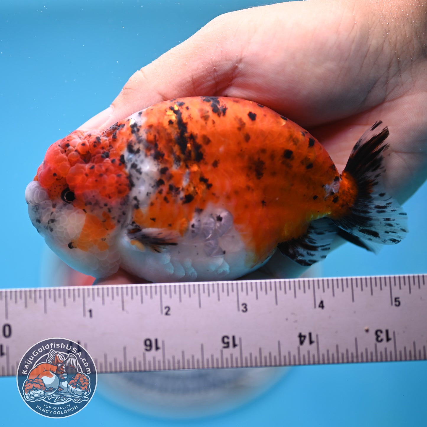 Calico Ranchu 4.5 inches Body (250509_RC07)