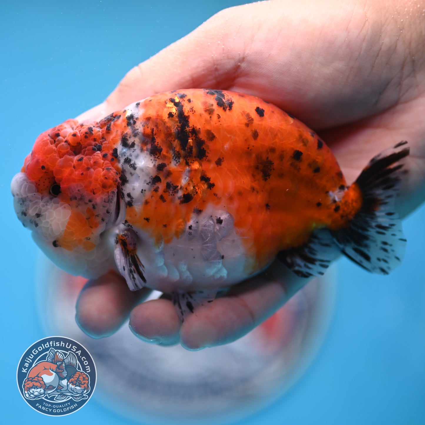 Calico Ranchu 4.5 inches Body (250509_RC07)