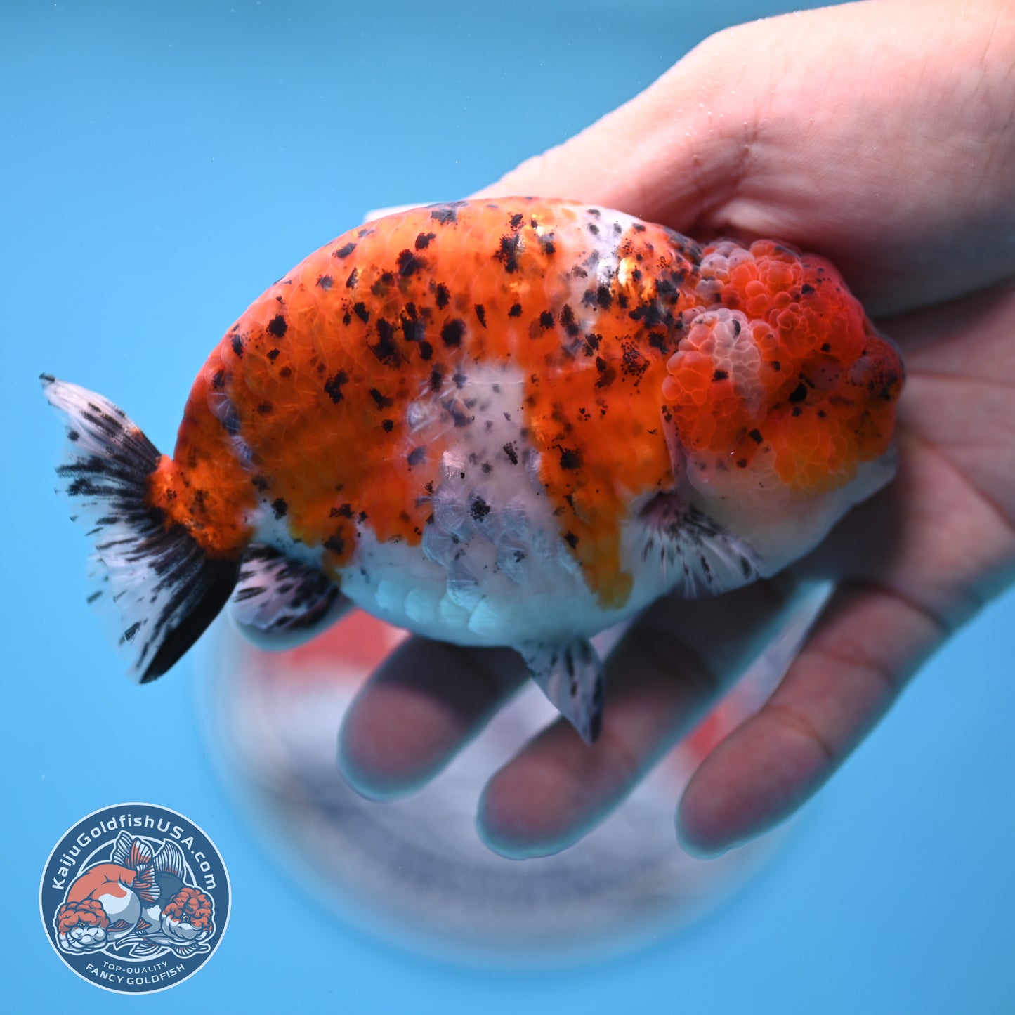 Calico Ranchu 4.5 inches Body (250509_RC07)