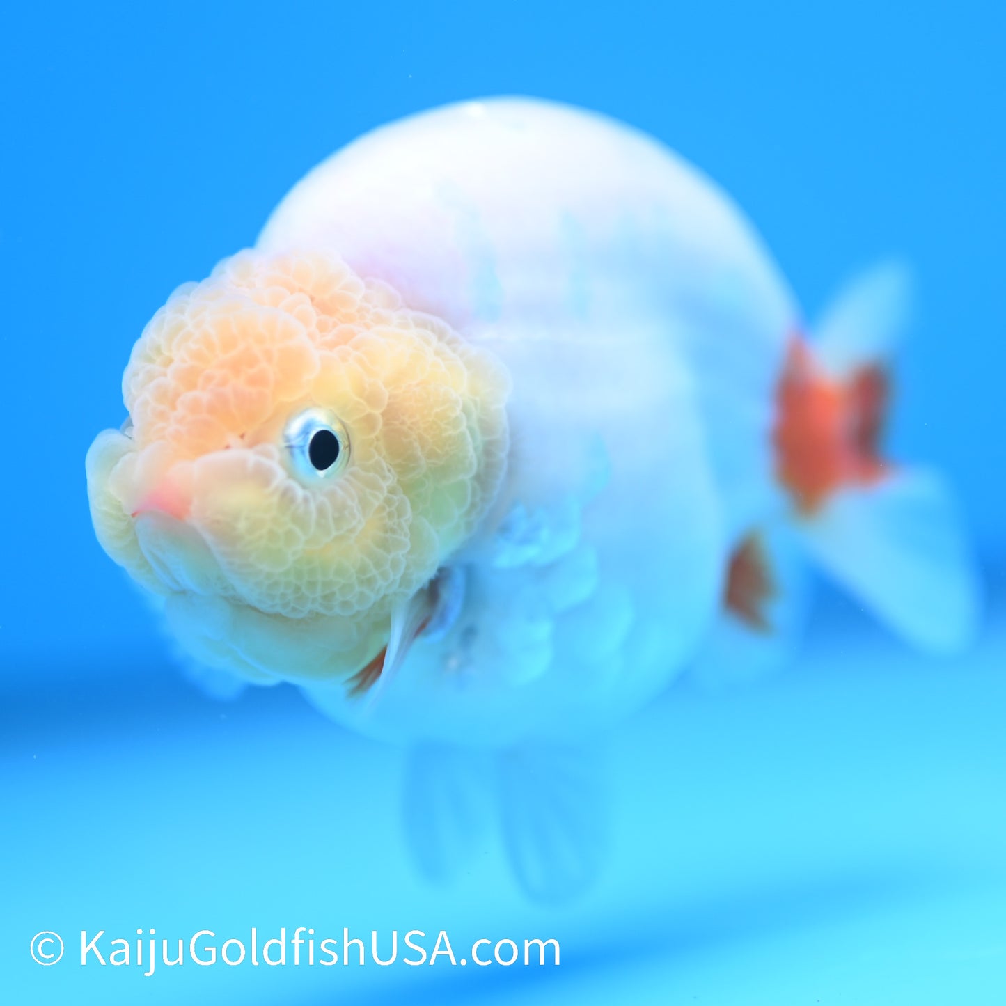 Lemon Head Sakura Ranchu 4 inches(240510_RC07) - Kaiju Goldfish USA