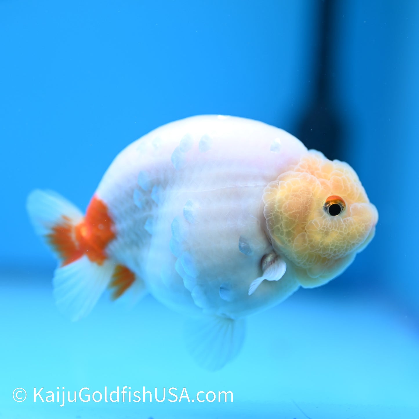 Lemon Head Sakura Ranchu 4 inches(240510_RC07) - Kaiju Goldfish USA