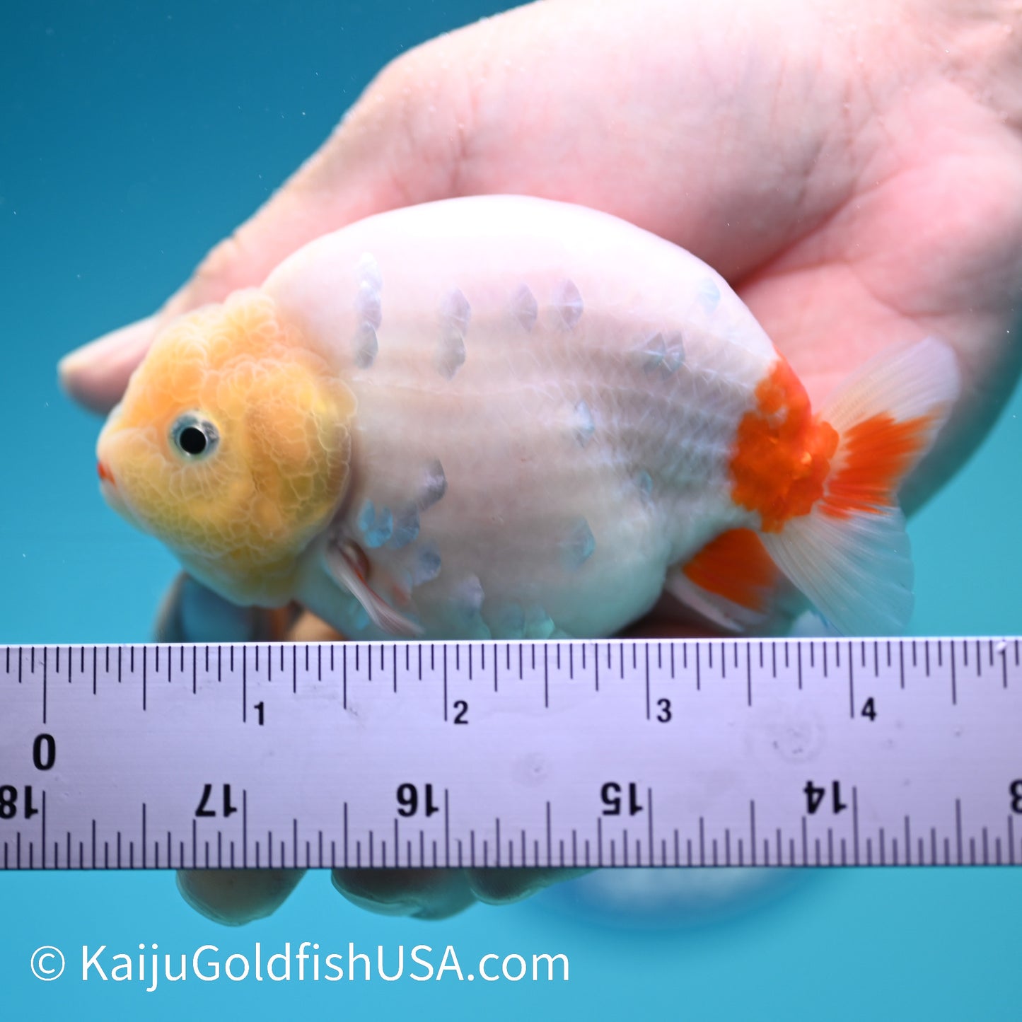 Lemon Head Sakura Ranchu 4 inches(240510_RC07) - Kaiju Goldfish USA