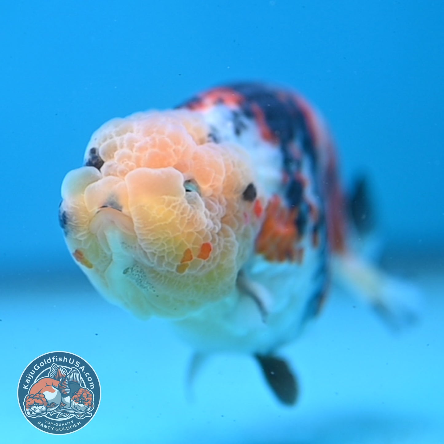 Tricolor Ranchu 3.5 inch Body (251003_RC08)