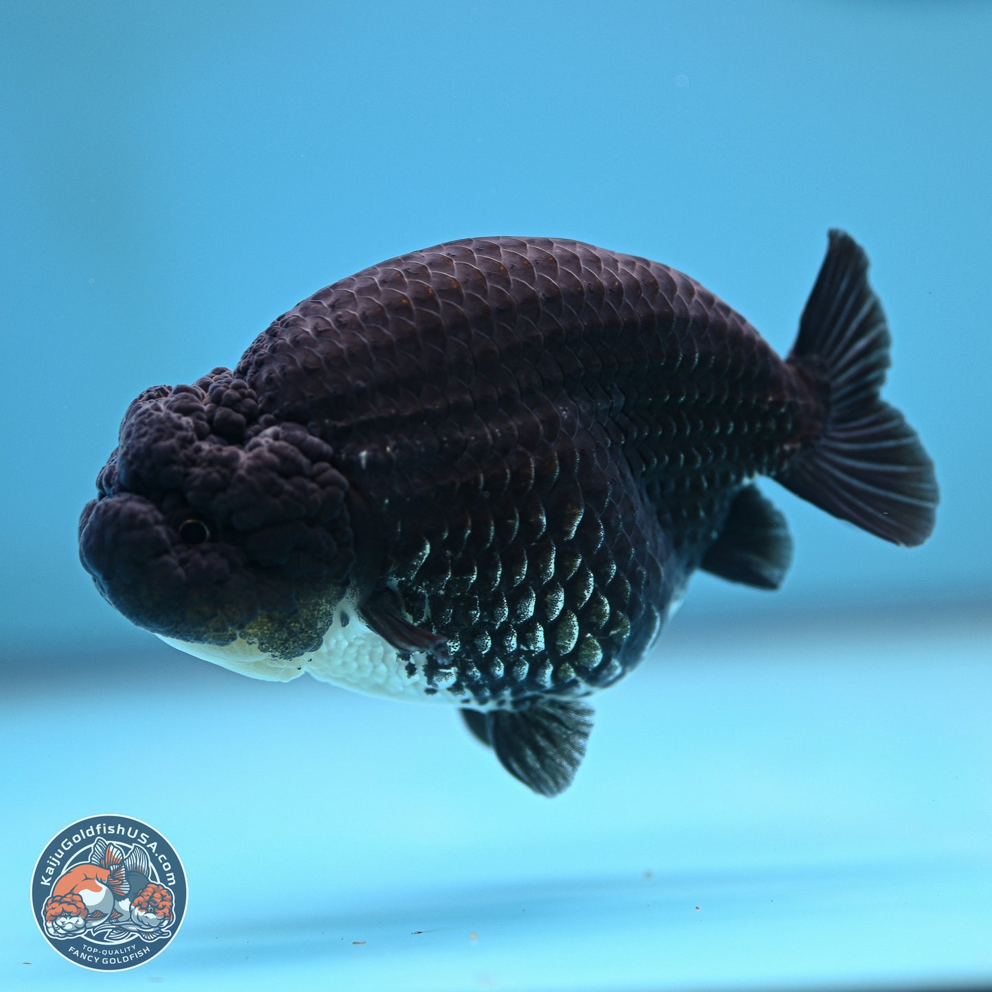 Platinum Ranchu 4.5 inches (241025_RC08) - Kaiju Goldfish USA
