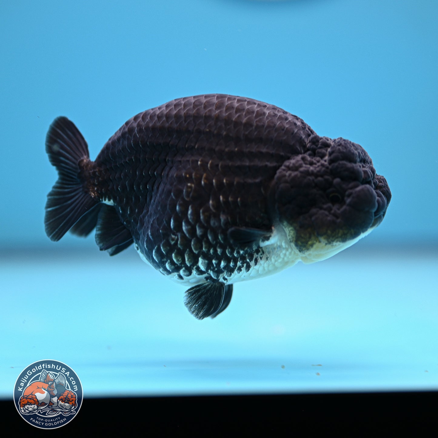 Platinum Ranchu 4.5 inches (241025_RC08) - Kaiju Goldfish USA