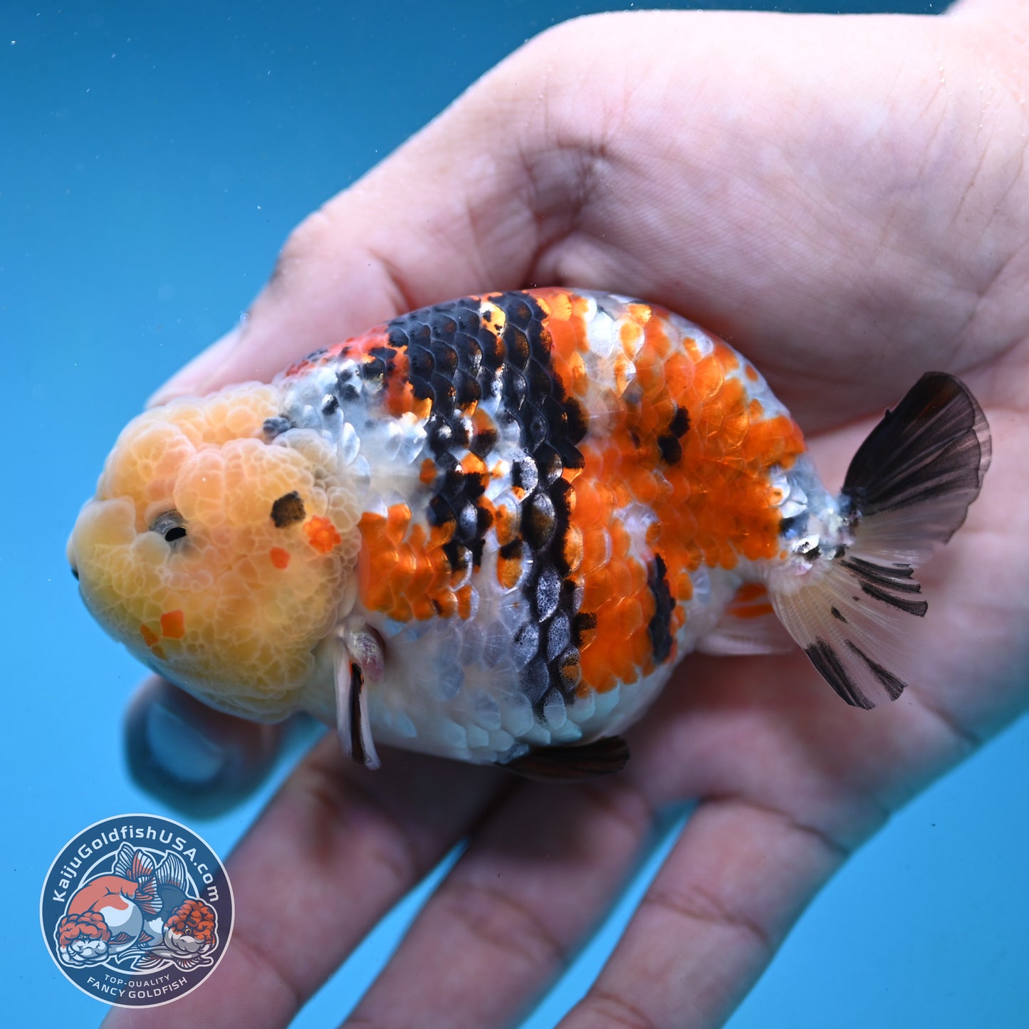 Tricolor Ranchu 3.5 inch Body (251003_RC08)