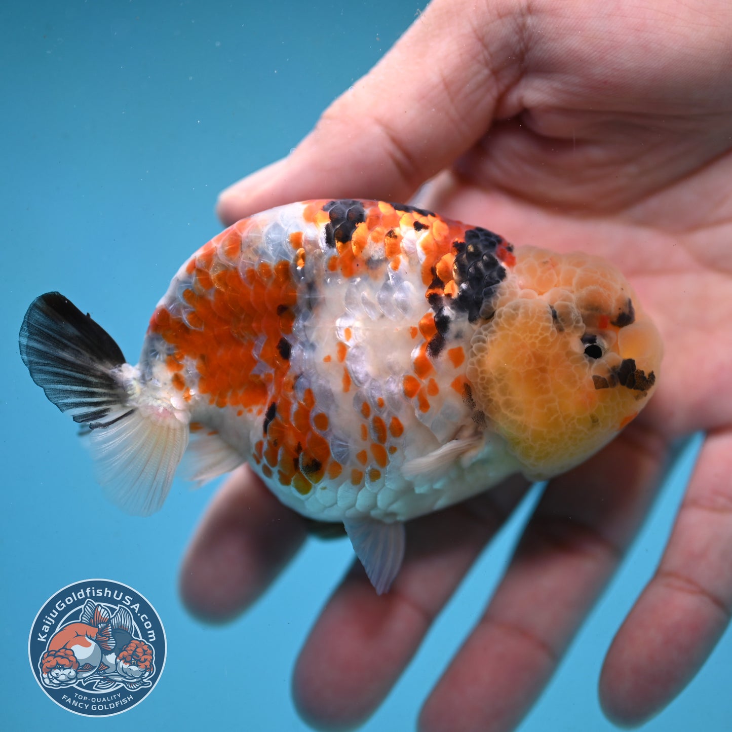 Tricolor Ranchu 3.5 inch Body (251003_RC08)