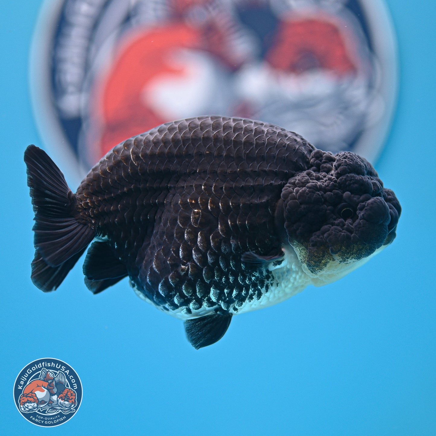 Platinum Ranchu 4.5 inches (241025_RC08) - Kaiju Goldfish USA