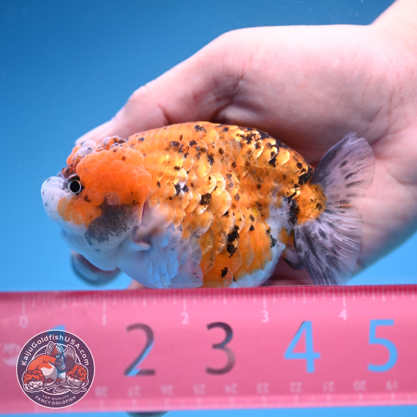 Gold Coin Ranchu 3.5 inch Body (250905_RC08)