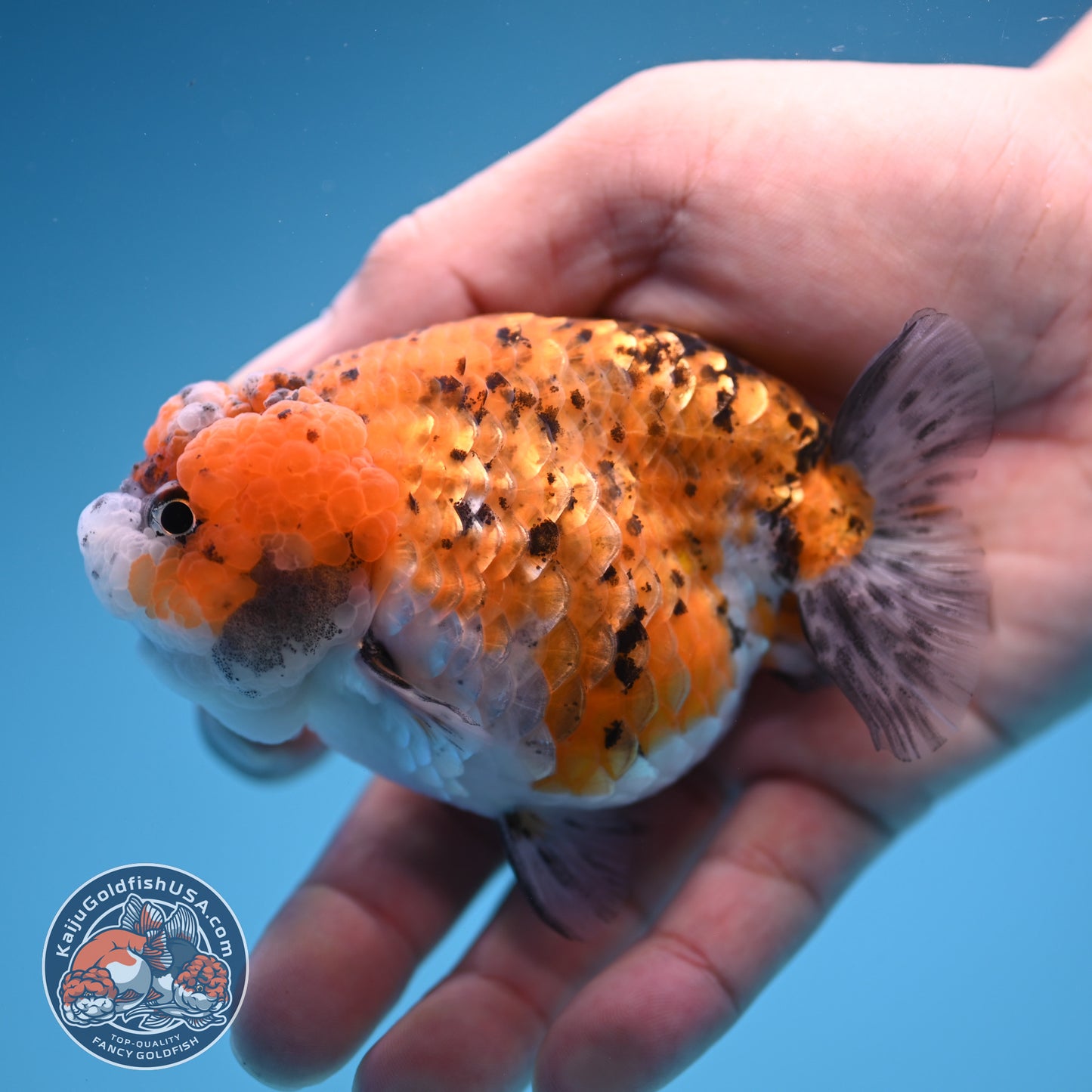 Gold Coin Ranchu 3.5 inch Body (250905_RC08)