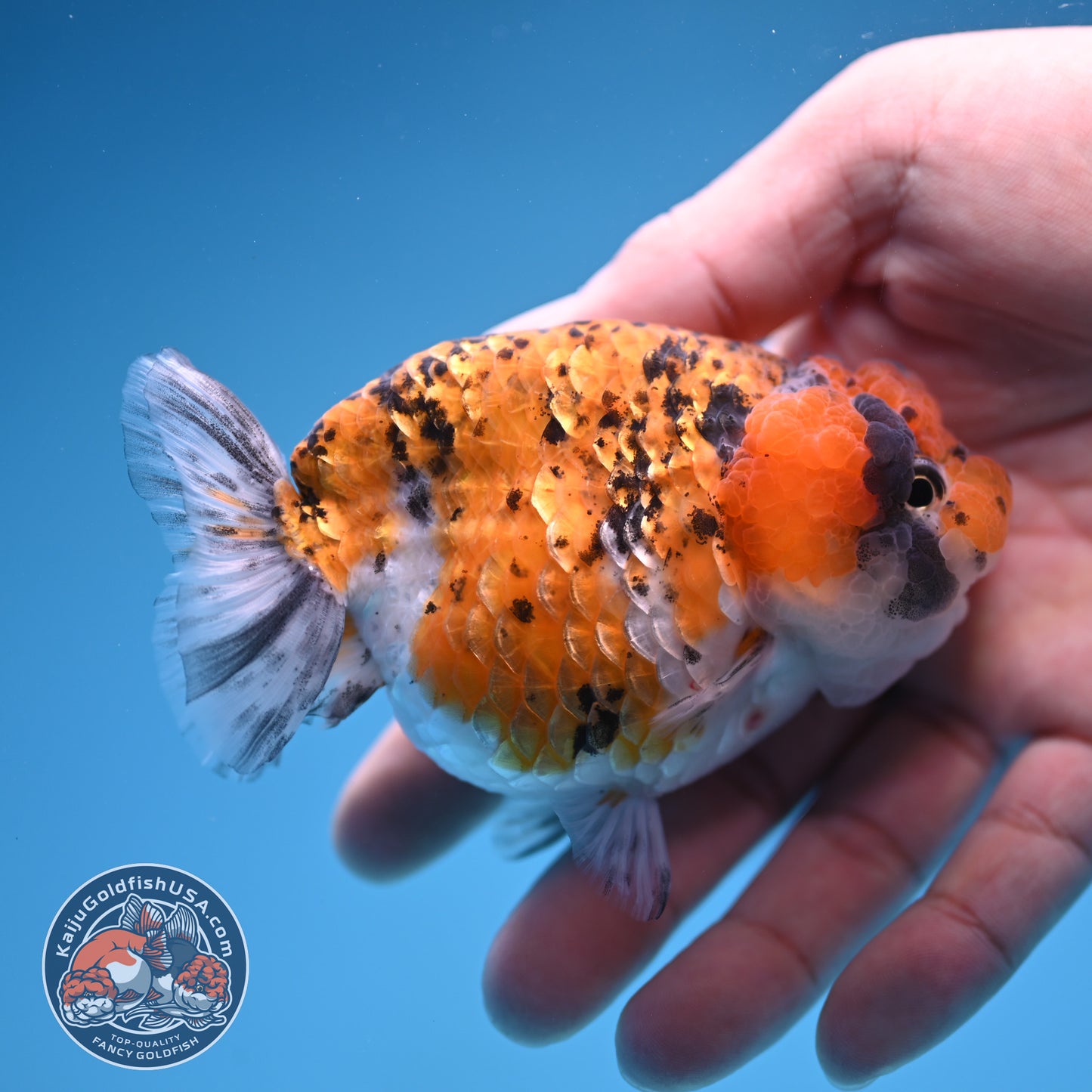 Gold Coin Ranchu 3.5 inch Body (250905_RC08)
