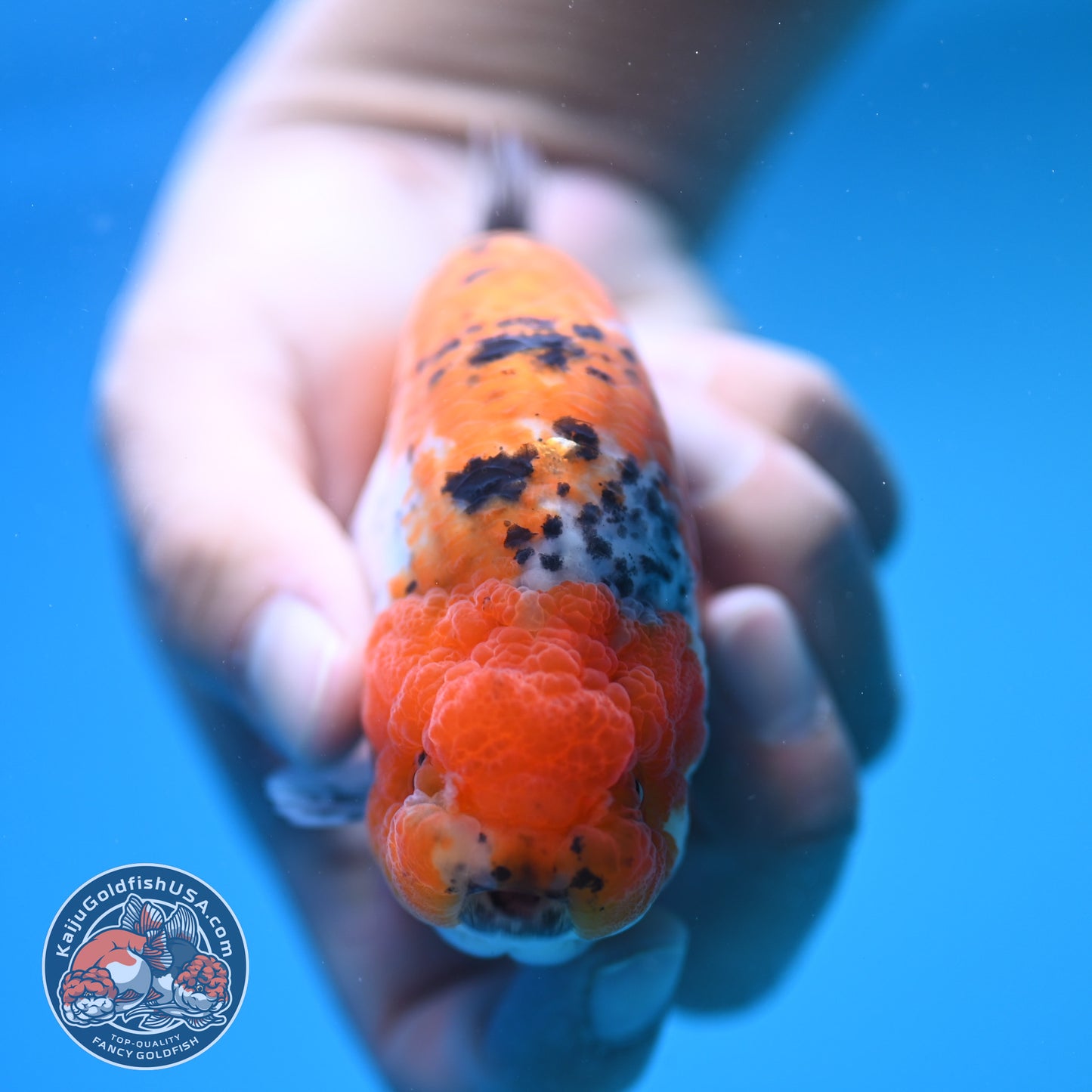 Tricolor Ranchu 4 inch Body (250815_RC08)