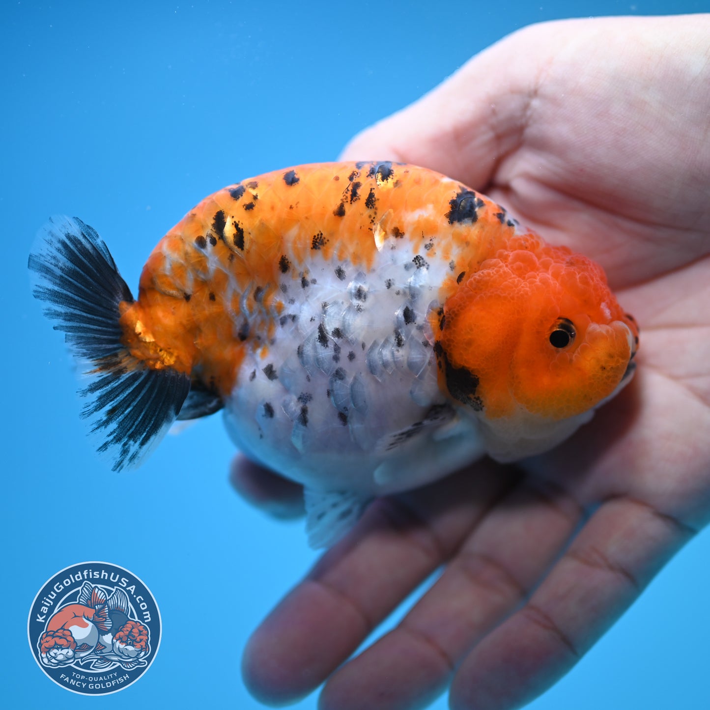 Tricolor Ranchu 4 inch Body (250815_RC08)