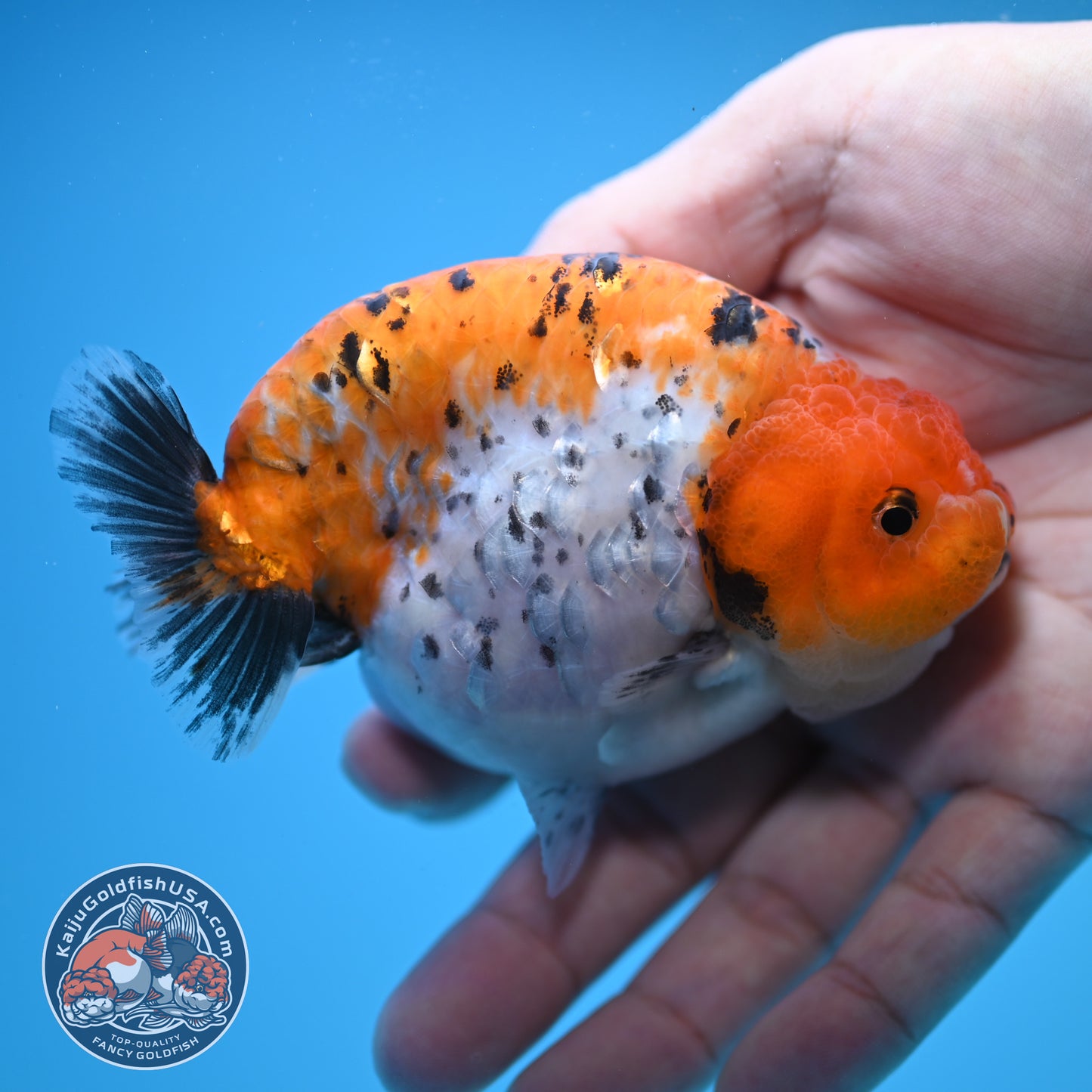 Tricolor Ranchu 4 inch Body (250815_RC08)
