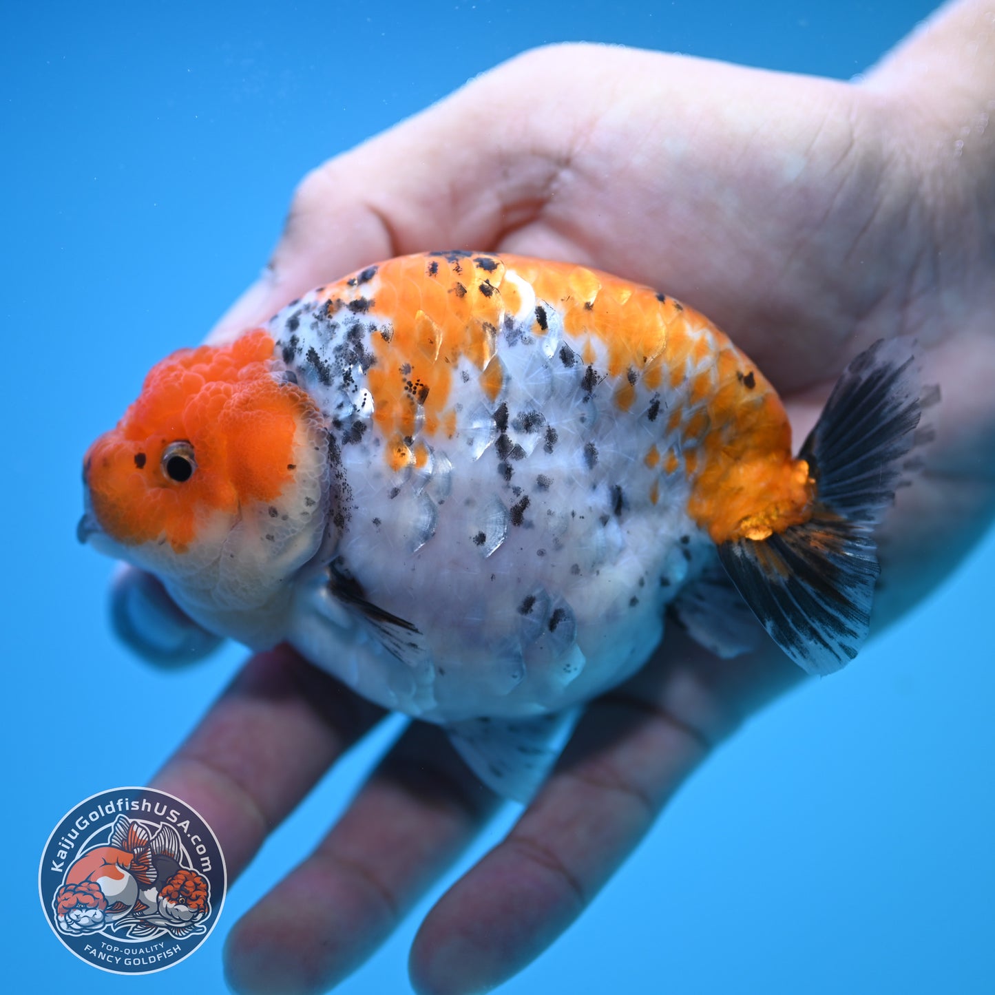 Tricolor Ranchu 4 inch Body (250815_RC08)