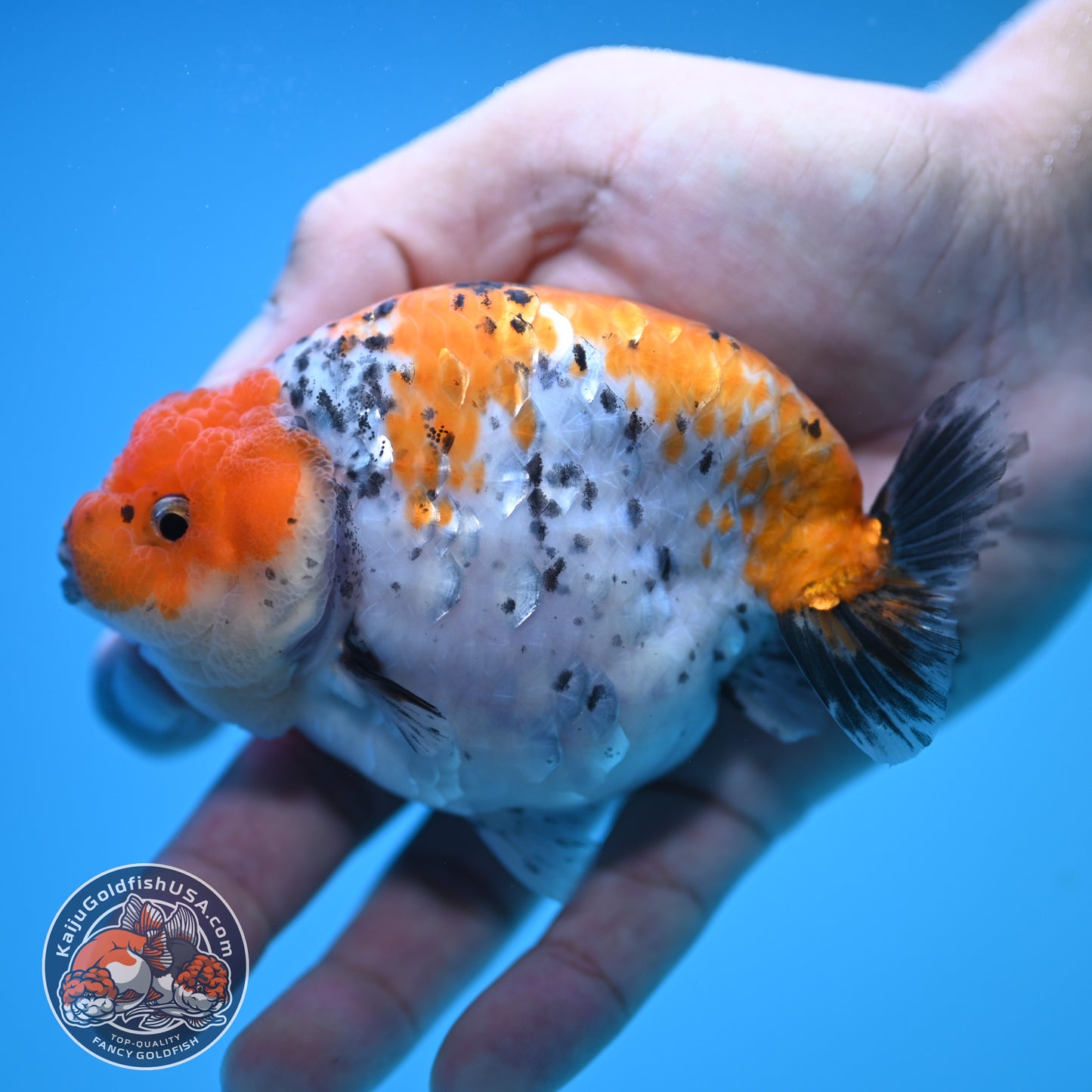 Tricolor Ranchu 4 inch Body (250815_RC08)