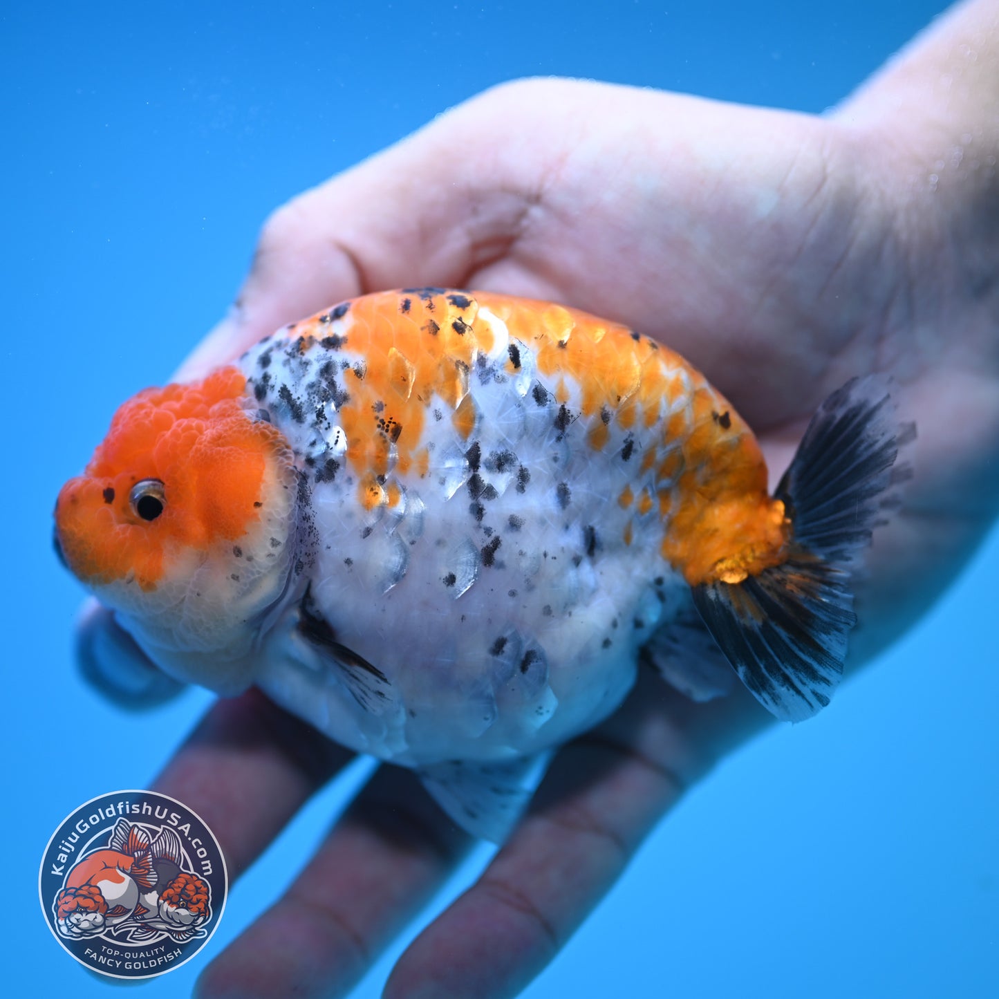 Tricolor Ranchu 4 inch Body (250815_RC08)