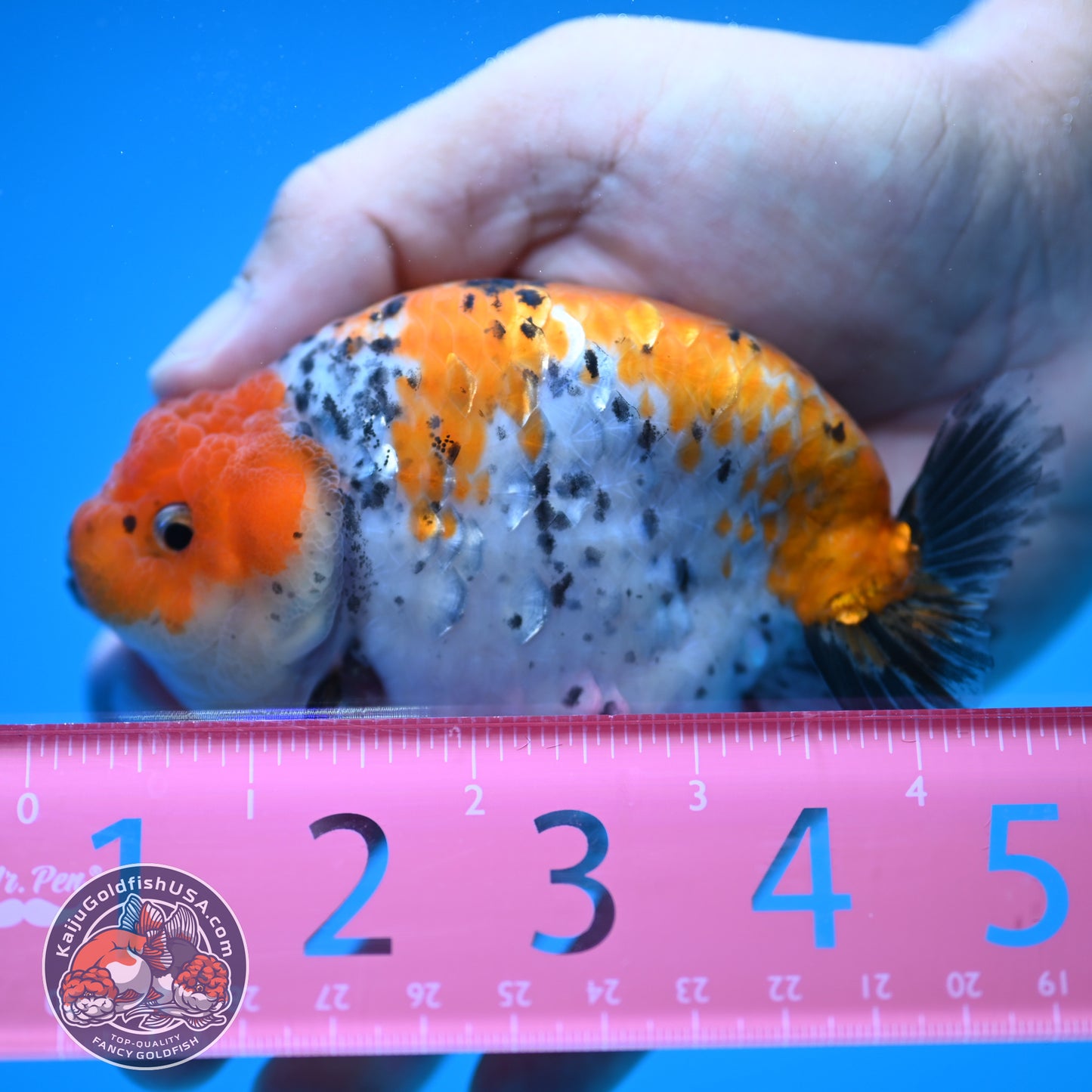 Tricolor Ranchu 4 inch Body (250815_RC08)
