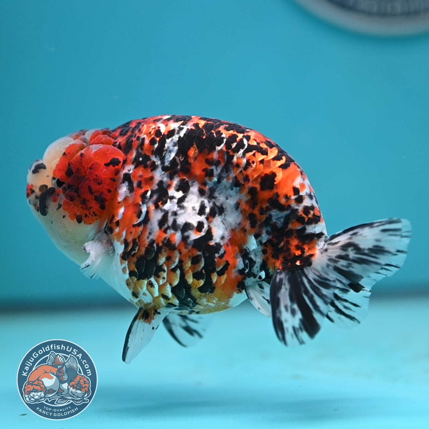 Tricolor Ranchu 4.5 inches Body (250502_RC08)