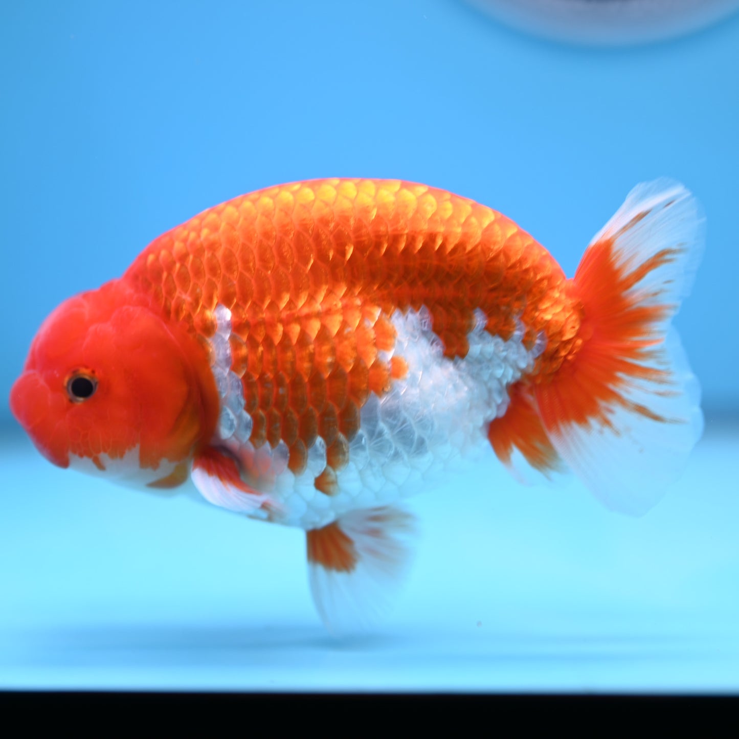 Red White Buffalo Ranchu 5 inches (241011_RC08) - Kaiju Goldfish USA