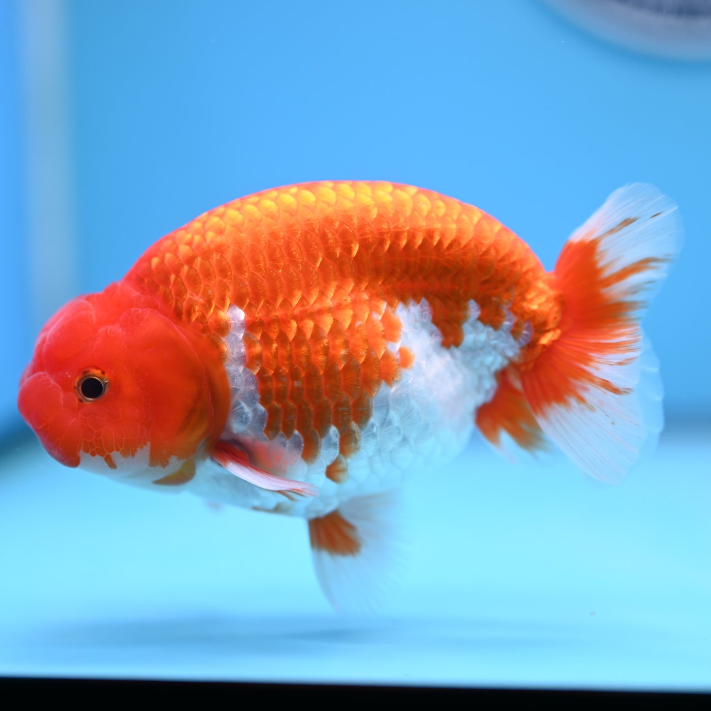 Red White Buffalo Ranchu 5 inches (241011_RC08) - Kaiju Goldfish USA
