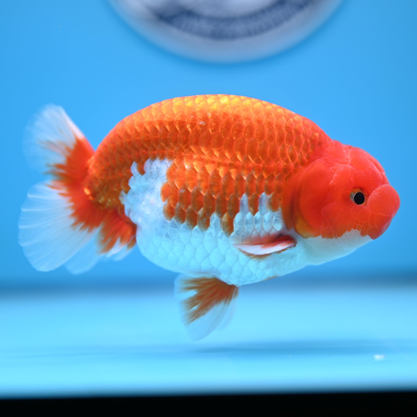 Red White Buffalo Ranchu 5 inches (241011_RC08) - Kaiju Goldfish USA