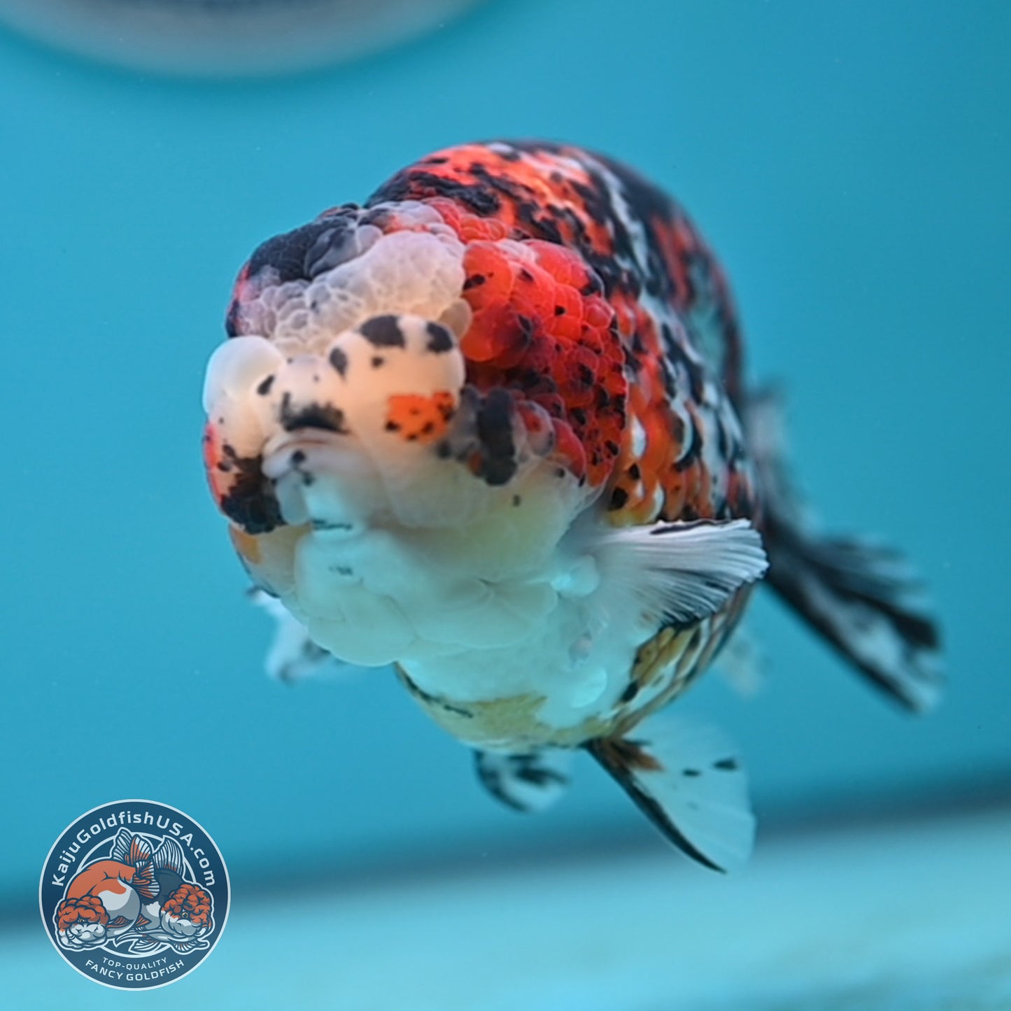 Tricolor Ranchu 4.5 inches Body (250502_RC08)