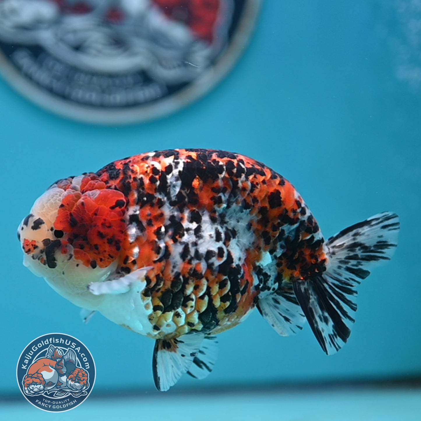 Tricolor Ranchu 4.5 inches Body (250502_RC08)