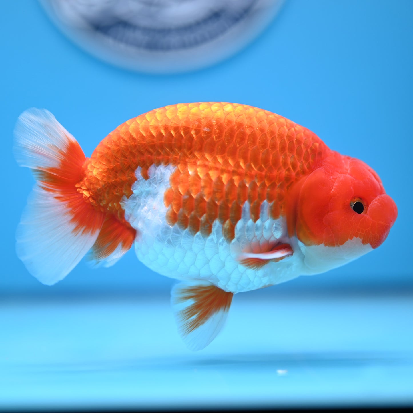 Red White Buffalo Ranchu 5 inches (241011_RC08) - Kaiju Goldfish USA