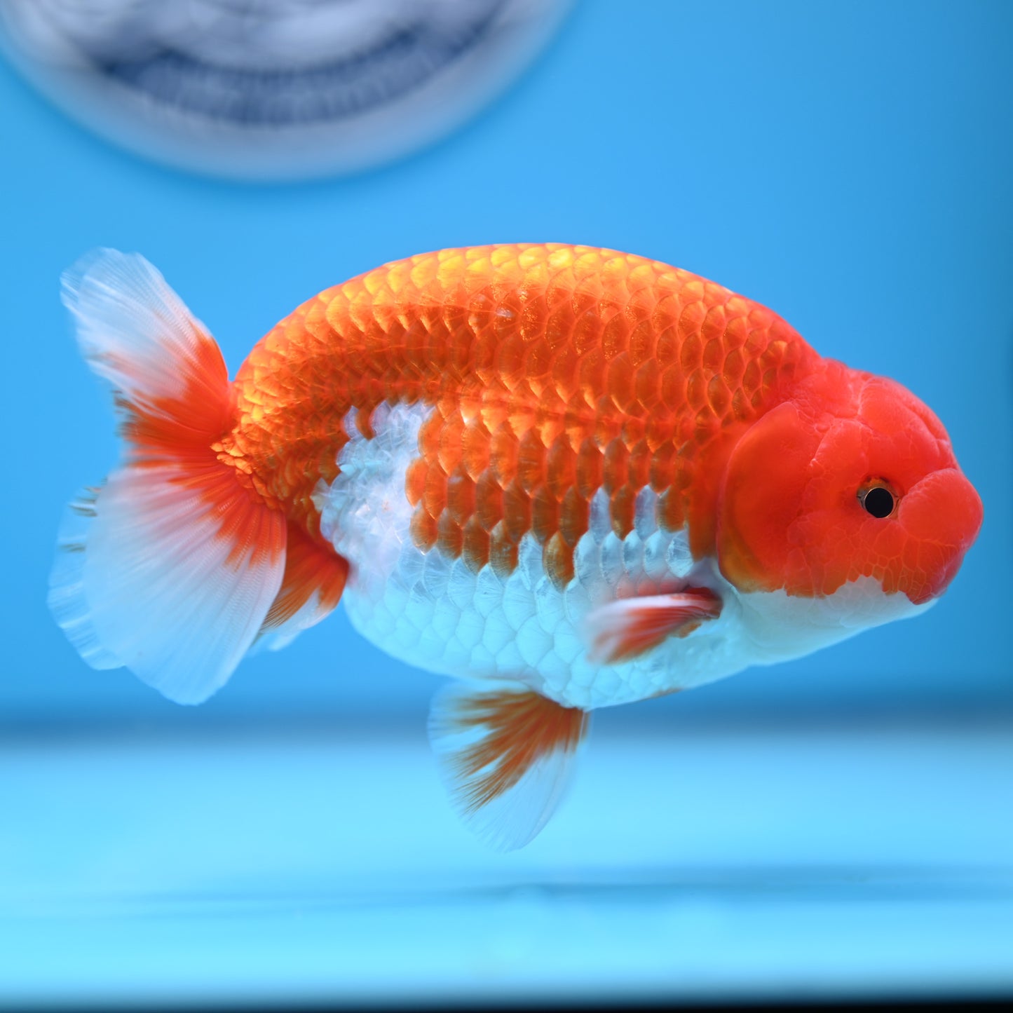 Red White Buffalo Ranchu 5 inches (241011_RC08) - Kaiju Goldfish USA