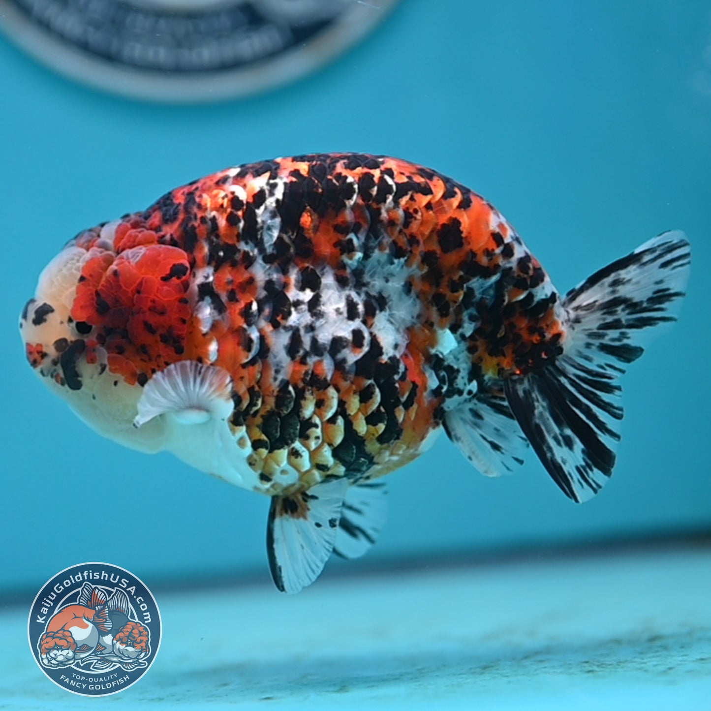 Tricolor Ranchu 4.5 inches Body (250502_RC08)