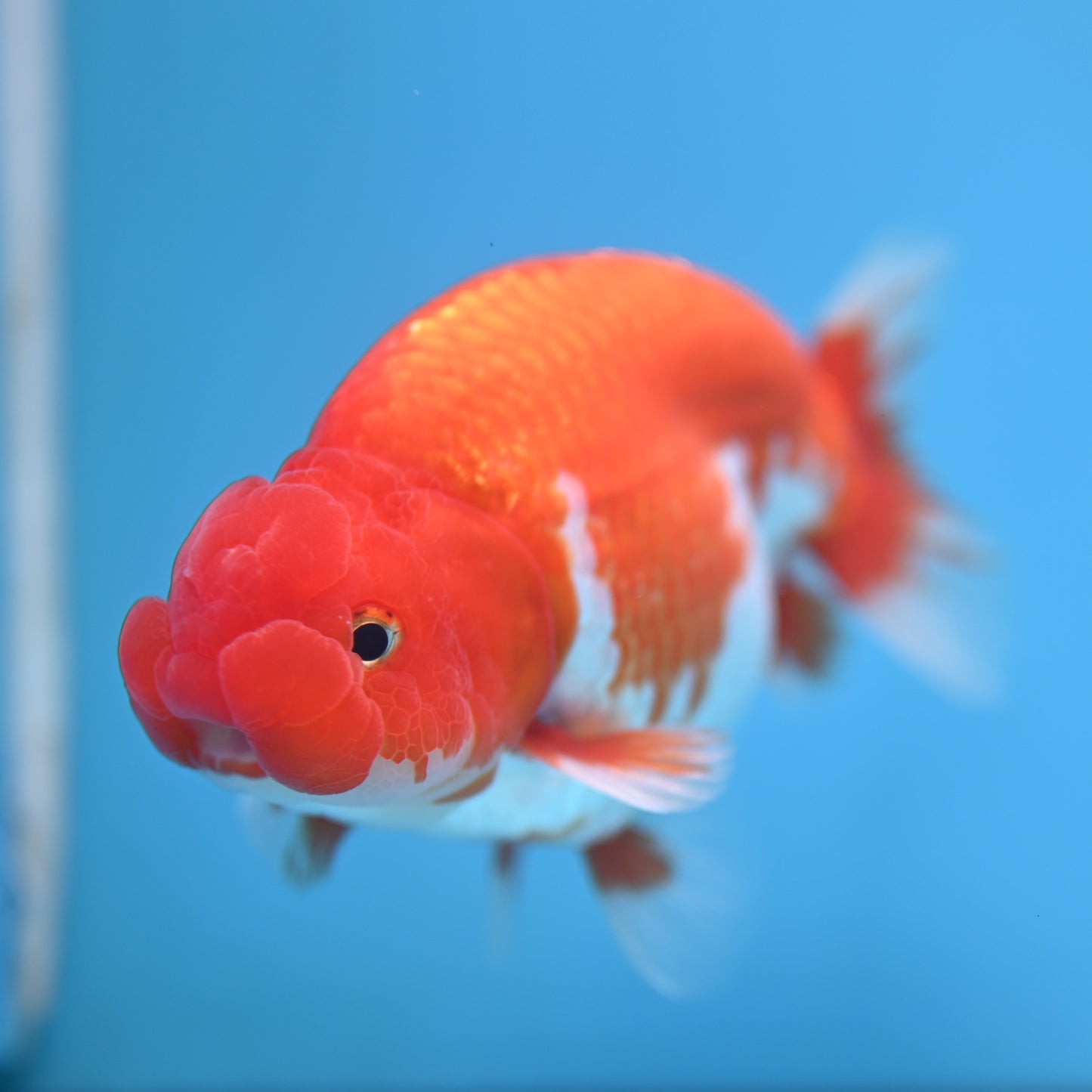 Red White Buffalo Ranchu 5 inches (241011_RC08) - Kaiju Goldfish USA