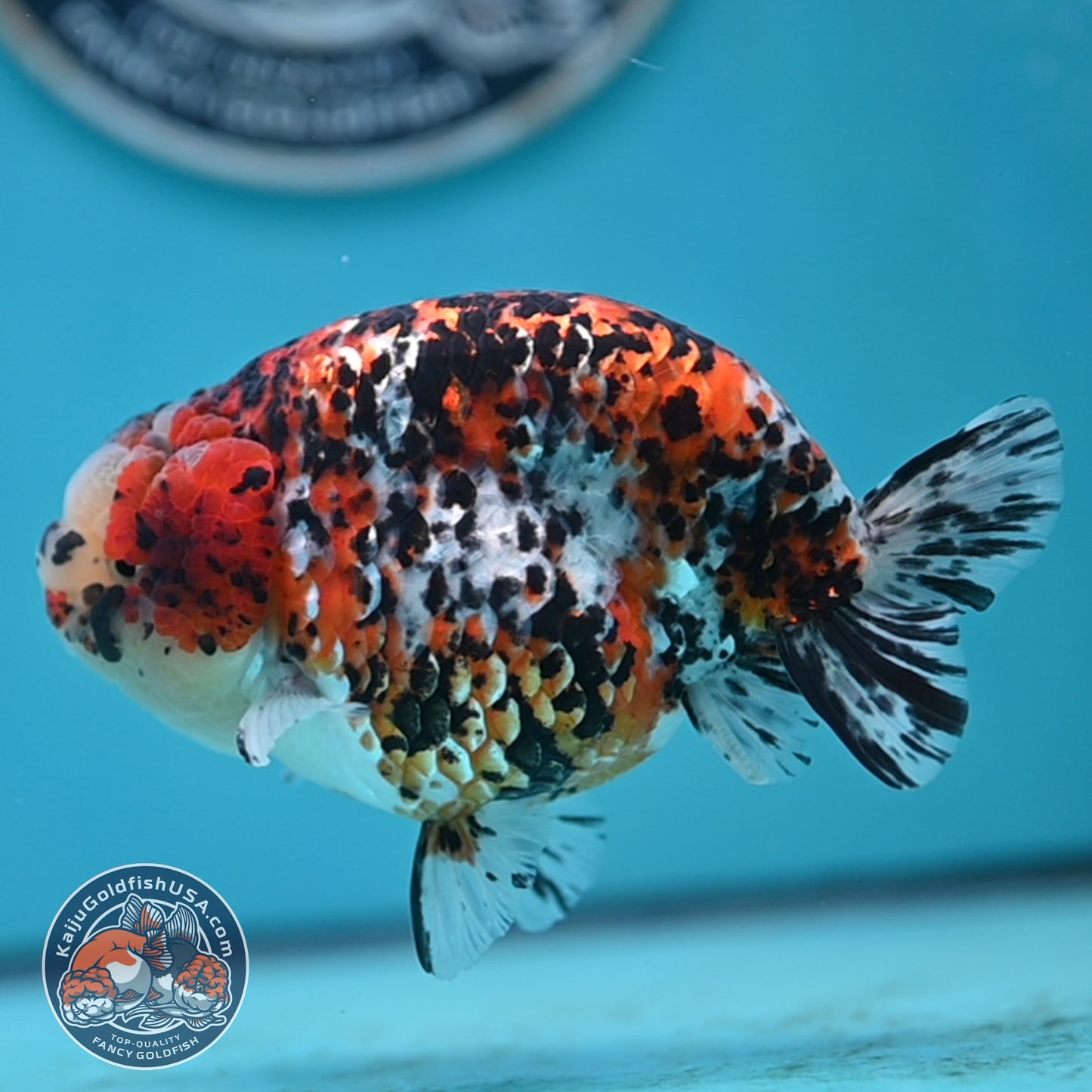 Tricolor Ranchu 4.5 inches Body (250502_RC08)
