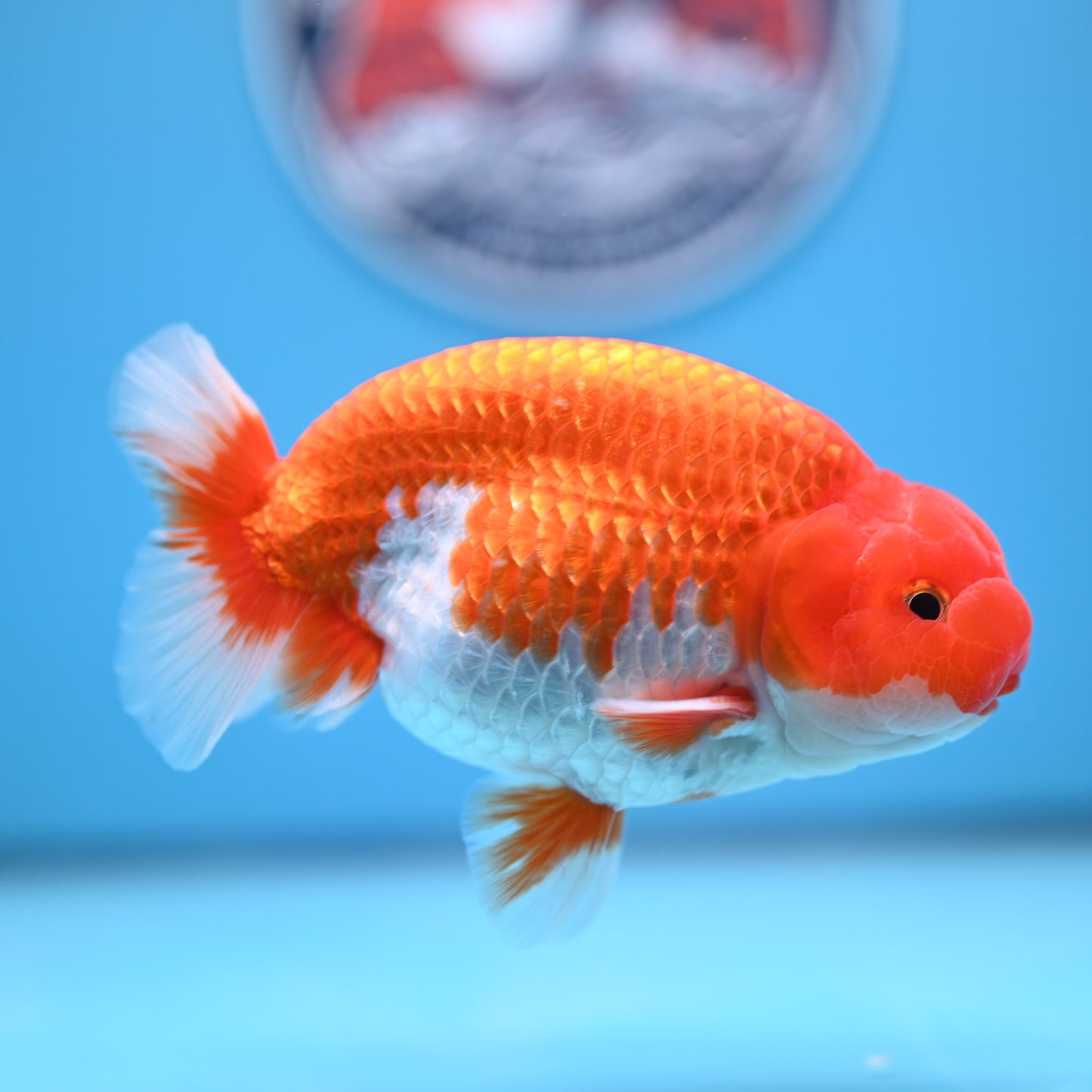 Red White Buffalo Ranchu 5 inches (241011_RC08) - Kaiju Goldfish USA