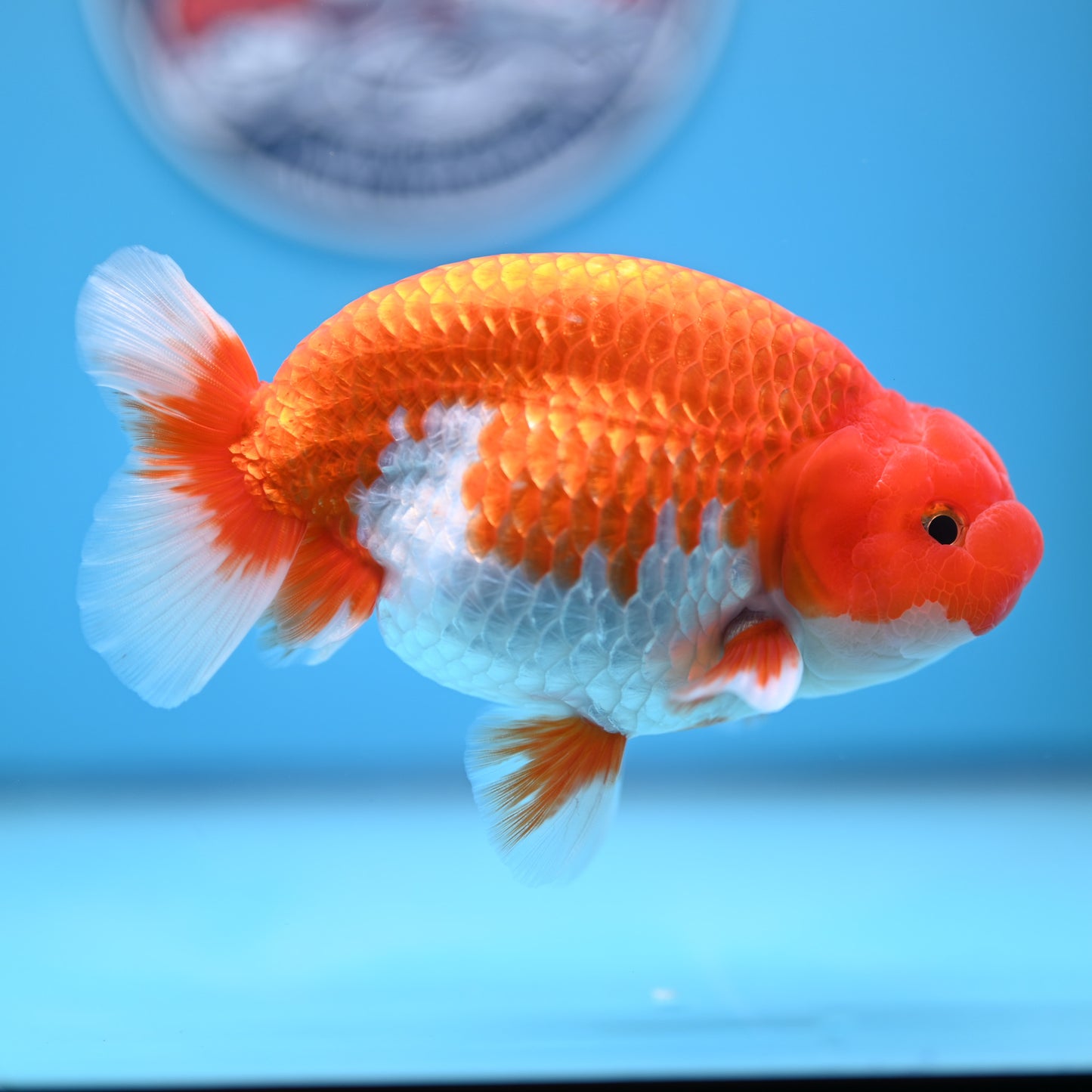 Red White Buffalo Ranchu 5 inches (241011_RC08) - Kaiju Goldfish USA