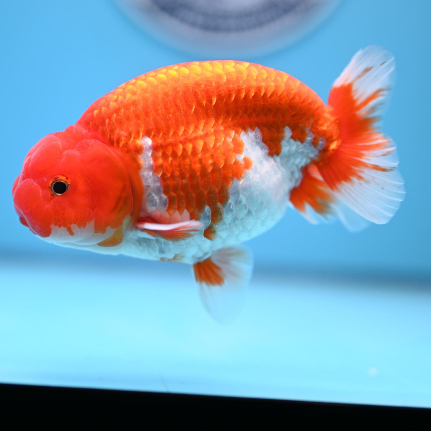 Red White Buffalo Ranchu 5 inches (241011_RC08) - Kaiju Goldfish USA
