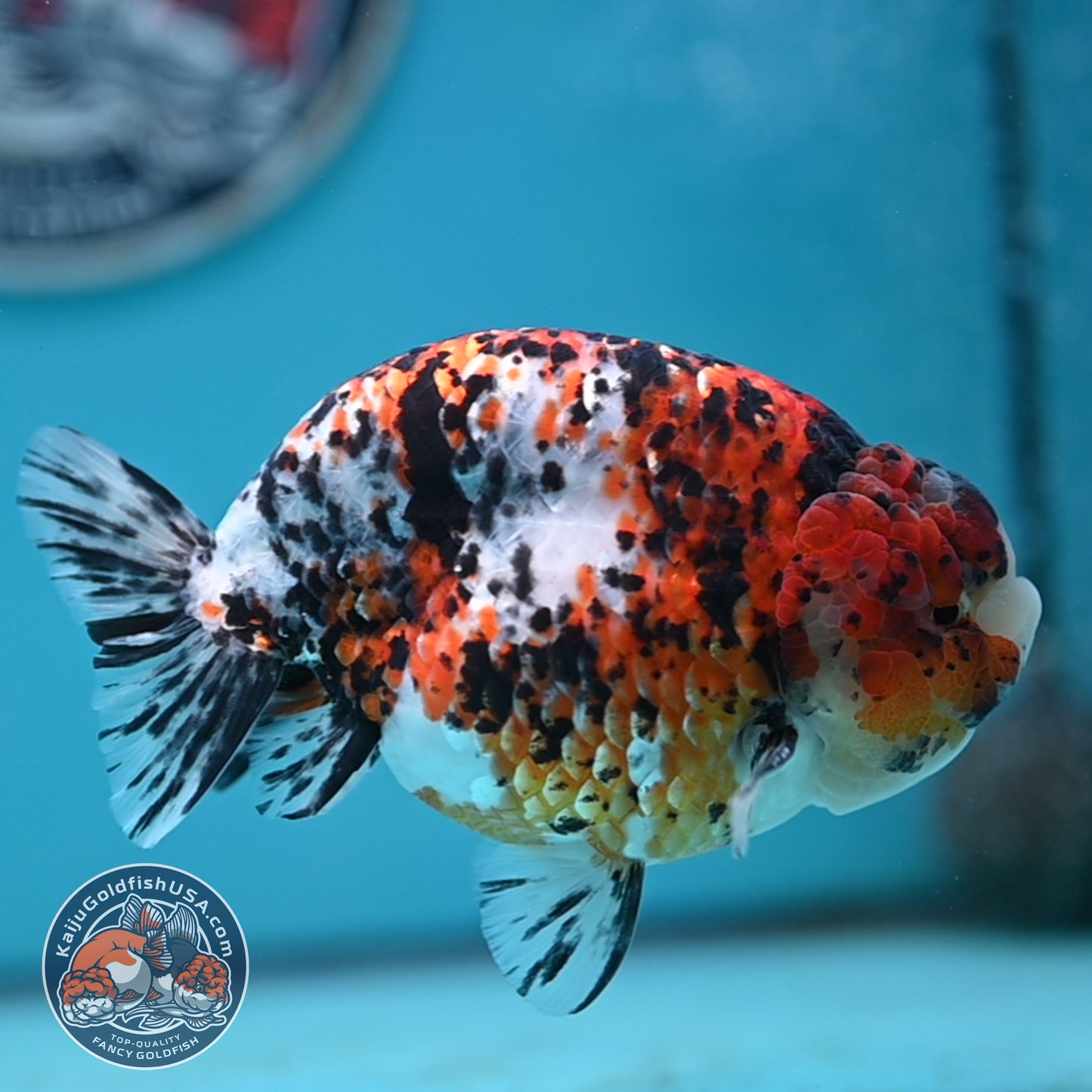 Tricolor Ranchu 4.5 inches Body (250502_RC08)