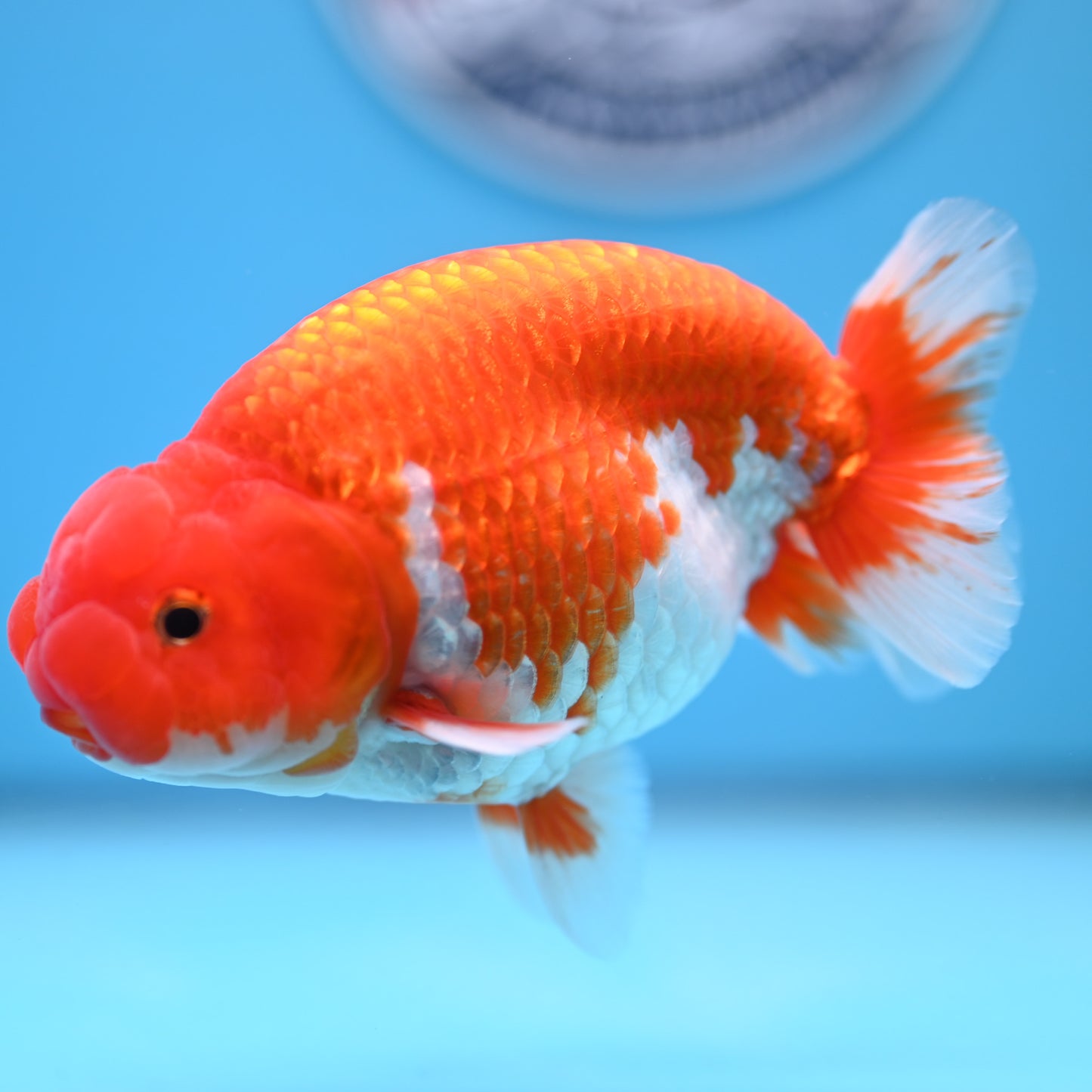 Red White Buffalo Ranchu 5 inches (241011_RC08) - Kaiju Goldfish USA