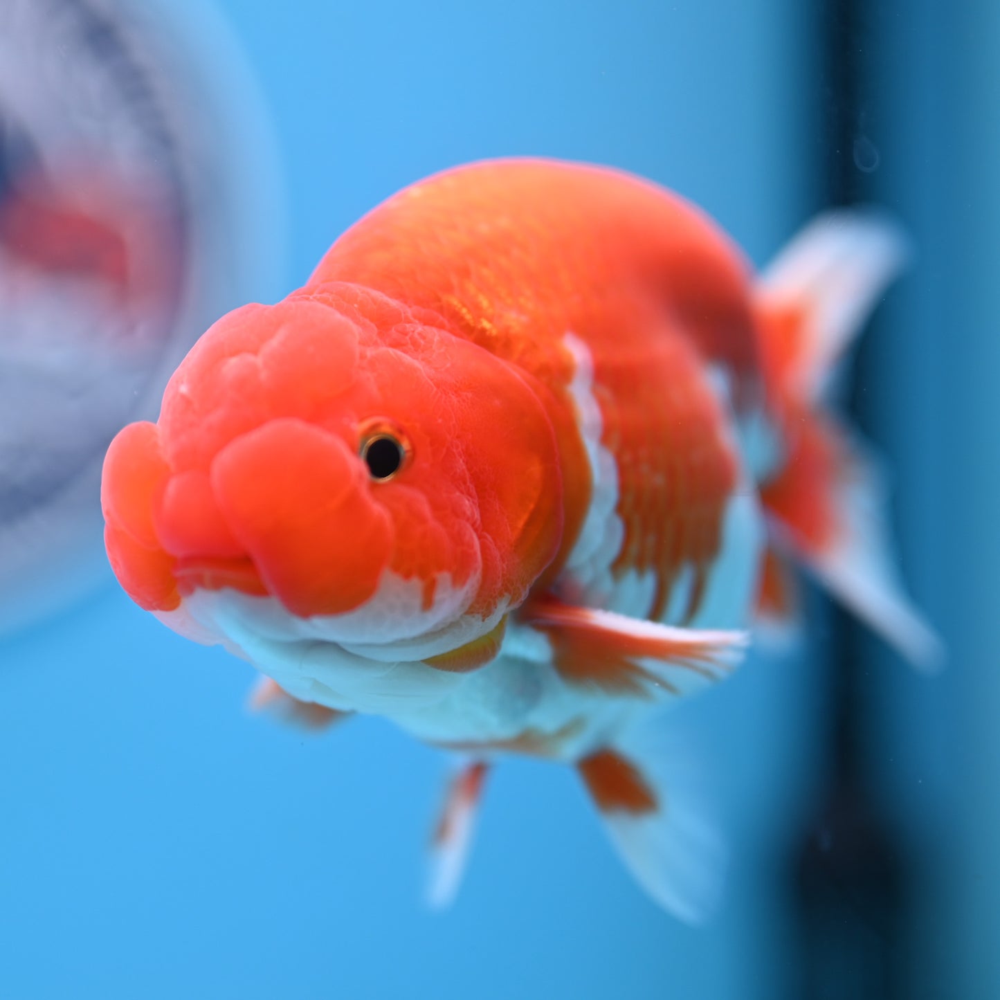 Red White Buffalo Ranchu 5 inches (241011_RC08) - Kaiju Goldfish USA
