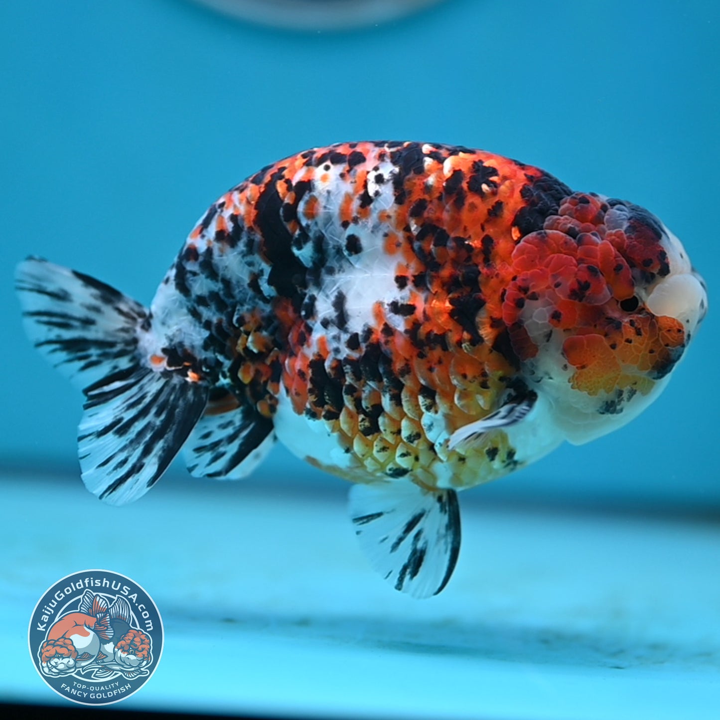 Tricolor Ranchu 4.5 inches Body (250502_RC08)