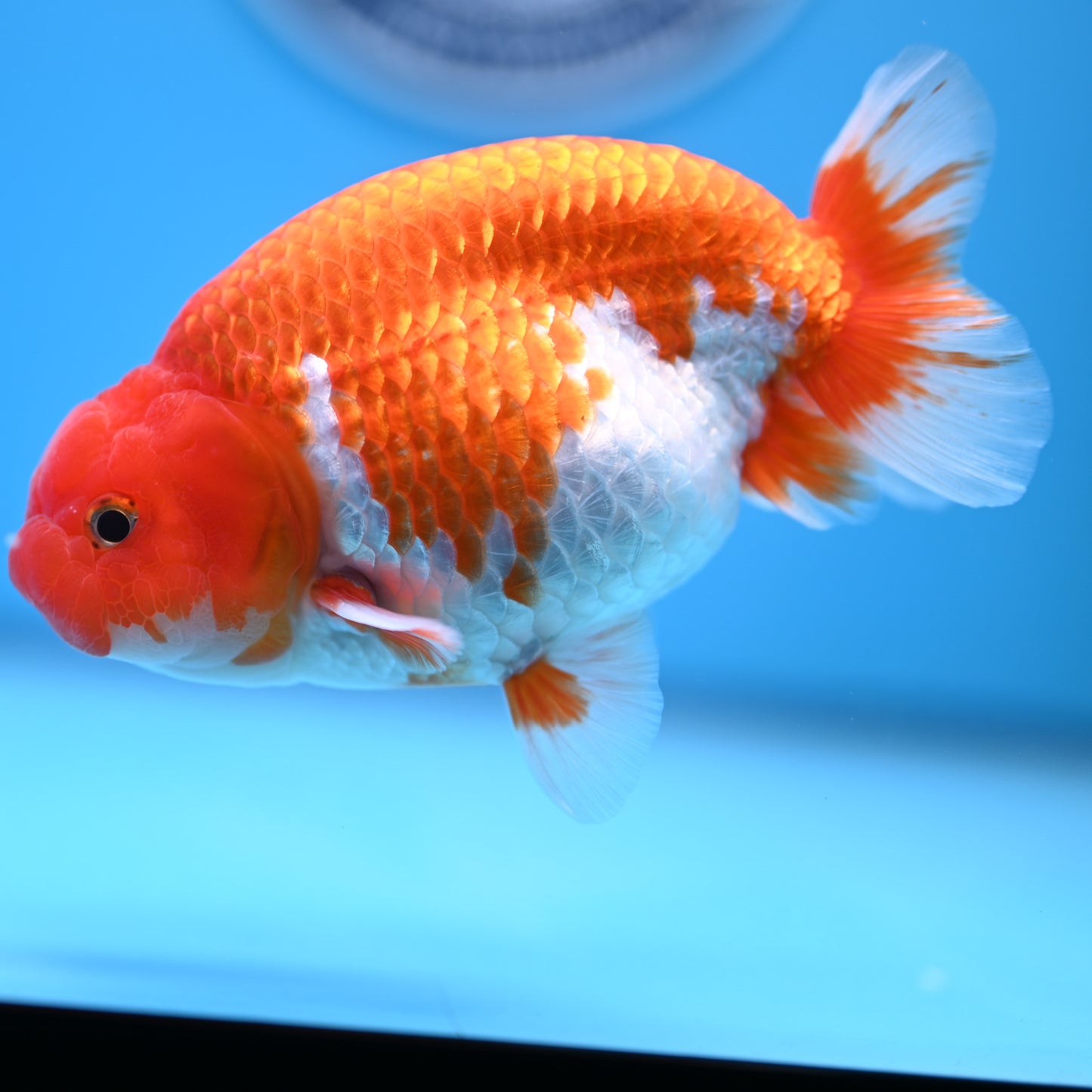 Red White Buffalo Ranchu 5 inches (241011_RC08) - Kaiju Goldfish USA