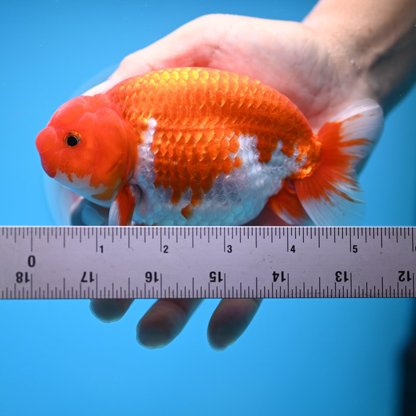 Red White Buffalo Ranchu 5 inches (241011_RC08) - Kaiju Goldfish USA