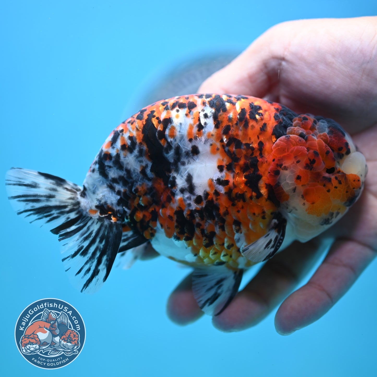 Tricolor Ranchu 4.5 inches Body (250502_RC08)