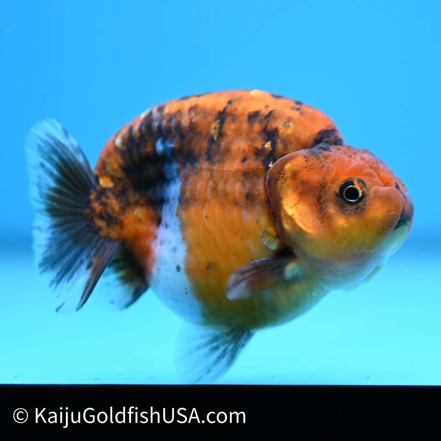 Tiger Ranchu 4 inches(240510_RC08) - Kaiju Goldfish USA