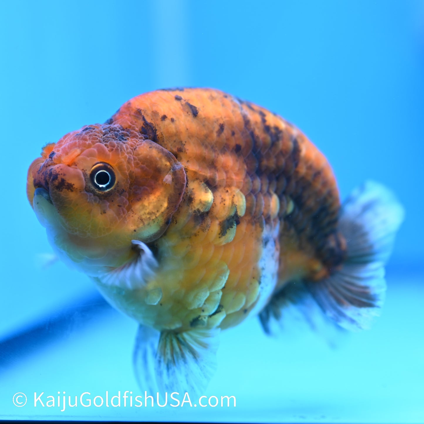 Tiger Ranchu 4 inches(240510_RC08) - Kaiju Goldfish USA