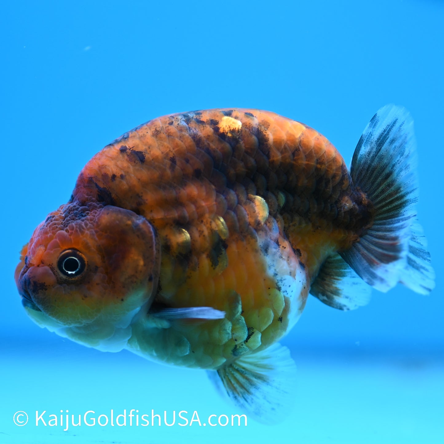Tiger Ranchu 4 inches(240510_RC08) - Kaiju Goldfish USA
