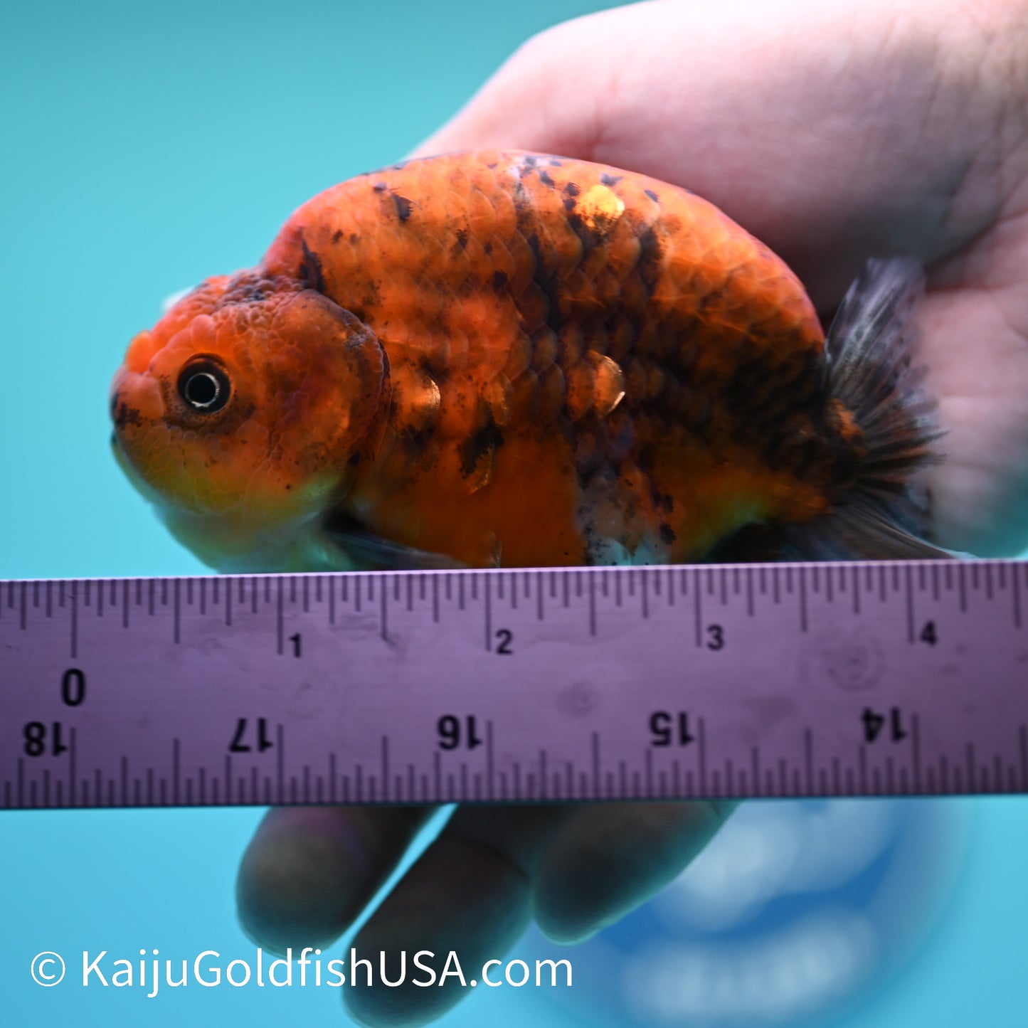 Tiger Ranchu 4 inches(240510_RC08) - Kaiju Goldfish USA