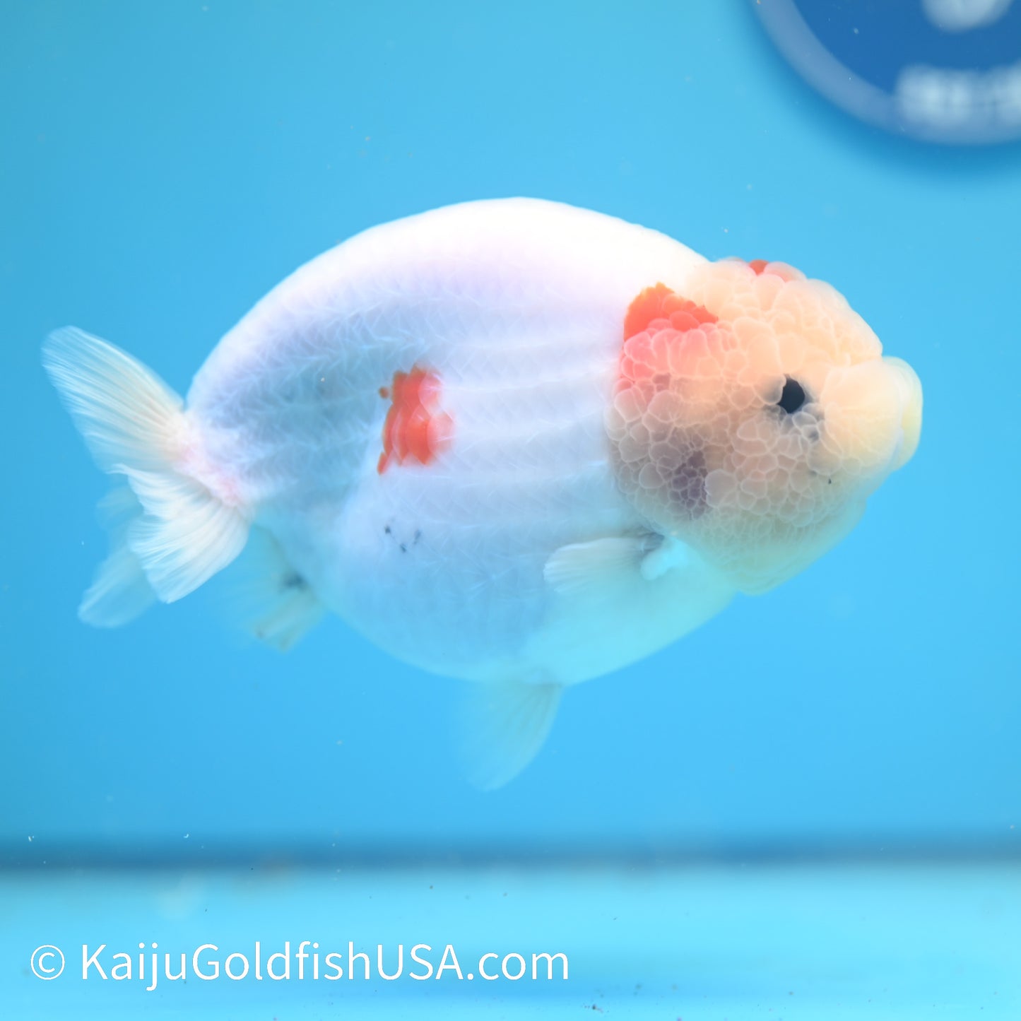Water Ink Sakura Ranchu 5.5 inches(240510_RC09) - Kaiju Goldfish USA
